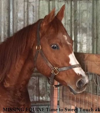 MISSING EQUINE Time to Sweet Touch aka Sweetie, REWARD  Near Houston, TX, 77048